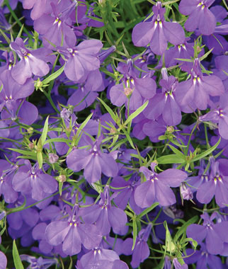 Lobelia, Crystal Palace Blue 1 Pkt. (1000 seeds)