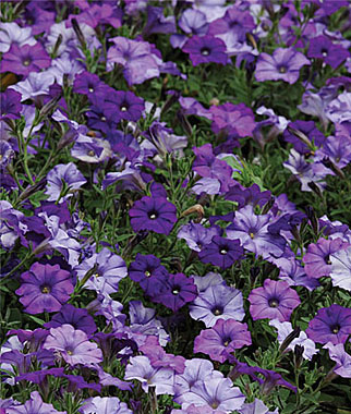 Petunia, Spreading, Shock Wave? Denim 1 Pkt. (10 seeds)