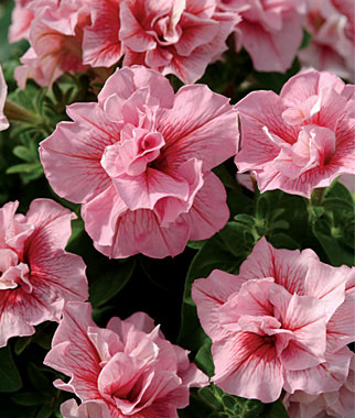 Petunia, Summer Madness Double Hybrid 6 Plants
