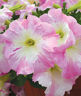 Petunia, Tie Dye Hybrid 1 Pkt. (15 seeds)