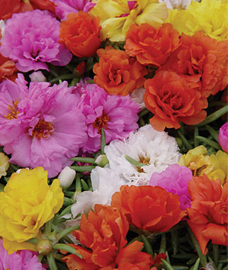 Portulaca, Sundial Hybrid Mix 1 Pkt. (100 seeds)