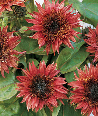 Sunflower, Double Dandy Hybrid 1 Pkt. (25 seeds)