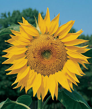Sunflower, Mammoth Russian 1 Pkt. (75 seeds)