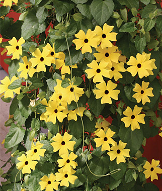 Thunbergia 1 Pkt. (40 seeds)