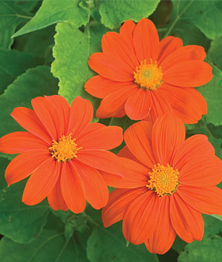 Tithonia, Sundance 1 Pkt. (50 seeds)