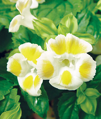 Torenia, Lemon Drop Hybrid 1 Pkt. (50 seeds)