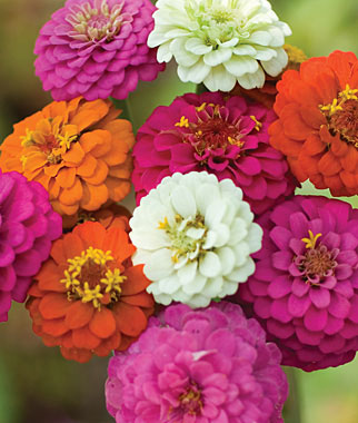Zinnia, Cut & Come Again Mix 1 Pkt. (375 seeds)