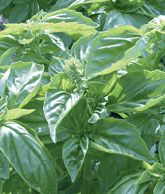 Basil, Genovese 1 Pkt. (100 seeds)