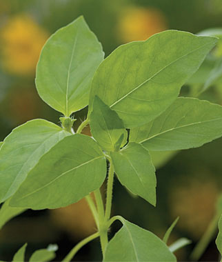 Basil, Lemon 1 Pkt. (100 seeds)