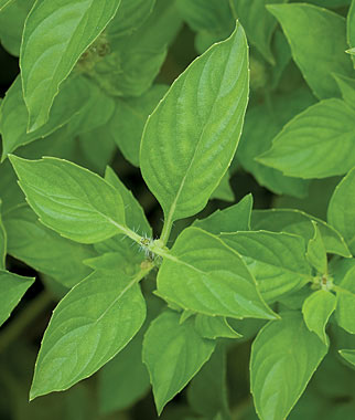 Basil, Lime 1 Pkt. (600 seeds)