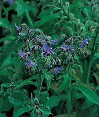 Borage 1 Pkt. (200 seeds)