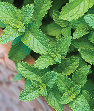Mint, Spearmint 1 Pkt. (500 seeds)