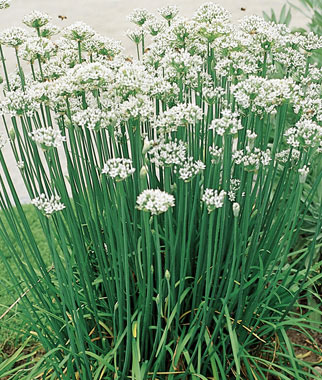 Chives, Garlic Organic 1 Pkt. (175 seeds)