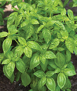 Basil, San Remo 1 Pkt. (100 seeds)