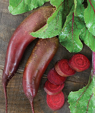 Beet, Cylindra 1 Pkt. (350 seeds)