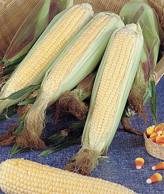 Corn, Kandy Korn (SE) Hybrid 1 Pkt. (100 seeds)
