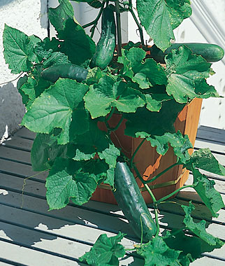 Cucumber, Spacemaster 1 Pkt. (40 seeds)