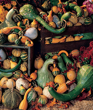 Gourd, Ornamental Big Gourds Mix 1 Pkt. (25 seeds)
