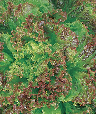 Lettuce, Prizeleaf 1 Pkt. (500 seeds)