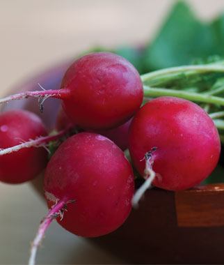 Radish, Crimson Giant 1 Pkt. (400 seeds)