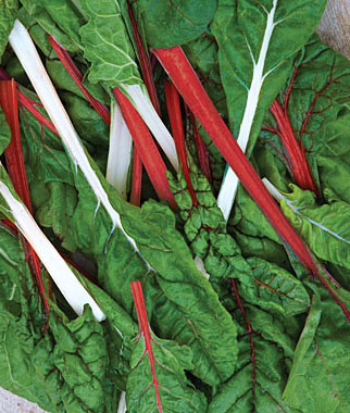 Swiss Chard, Red & White Mix Organic 1 Pkt. (75 seeds)