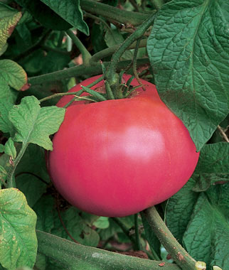Tomato, Brandywine Pink 1 Pkt. (50 seeds)