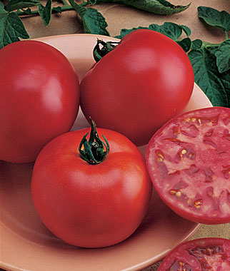 Tomato, Bush Big Boy 1 Pkt. (40 seeds)