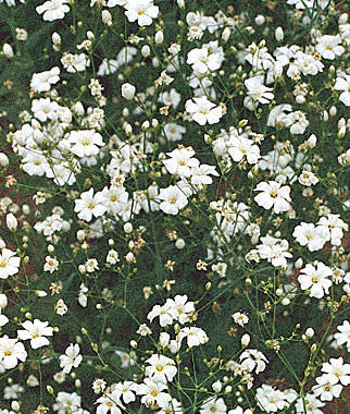 Baby's Breath, Covent Garden White 1 Pkt. (800 seeds)