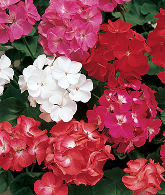 Geranium, Border Mix 1 Pkt. (75 seeds)