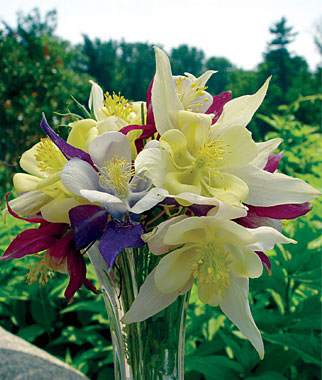 Columbine, Mckana's Giant Mixed Colors 1 Pkt. (60 seeds)