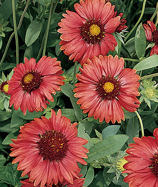 Gaillardia, Burgundy 1 Pkt. (30 seeds)