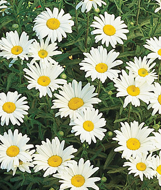 Shasta Daisy, Silver Princess 1 Pkt. (150 seeds)