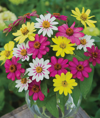 Zinnia, Raspberry Lemonade Mix 1Pkt. (25 Seeds)