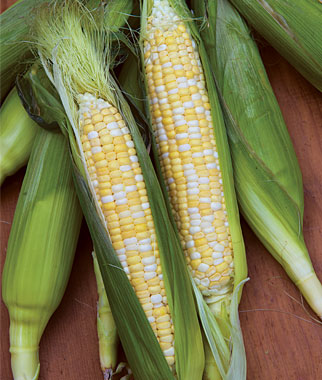 Corn, King Kool Hybrid 1 Pkt. (200 seeds)