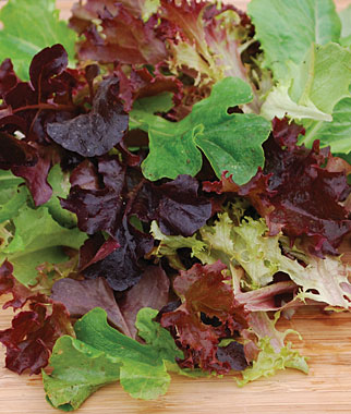 Lettuce, Baby Leaf Mix 1 Pkt. (100 seeds)