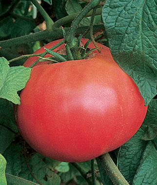Tomato, Brandywine Red Organic 1 Pkt. (50 seeds)