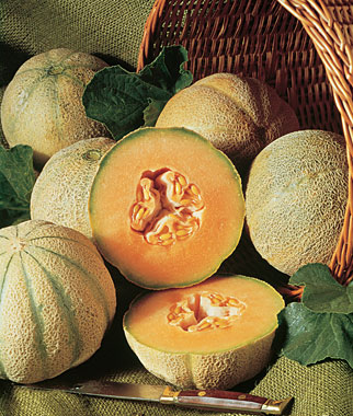 Melon, Charentais 1 Pkt.(20 Seeds)