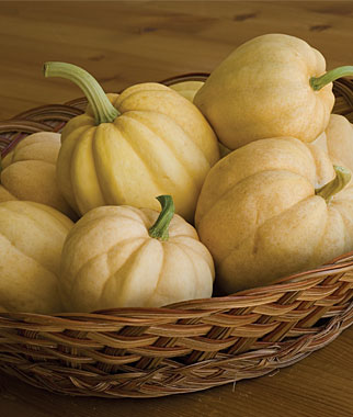 Squash, Fordhook Acorn 1 Pkt.(15 Seeds)