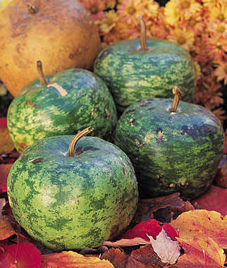 Gourd, Apple 1 Pkt.(15 Seeds)