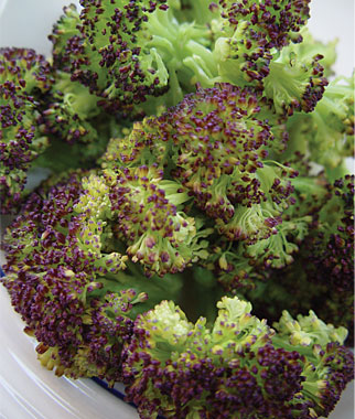 Broccoli, Purple Sprouting 1 Pkt.(400 Seeds)