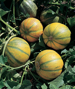 Melon, Vedrantais 1 Pkt.(30 Seeds)