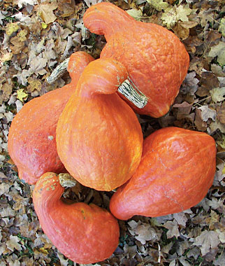 Squash, Winter, Boston Marrow Organic 1 Pkt. (10 Seeds)