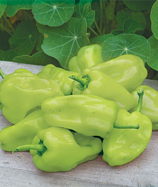 Pepper, Hot, Pepperoncini Greek Organic 1 Pkt. (25 Seeds)