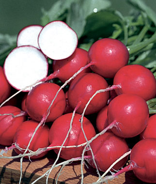 Radish, German Giant Organic 1 Pkt. (300 Seeds)