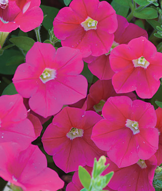 Petunia, Shock Wave Coral Crush 1 Seed Pkt. (10 pellets)