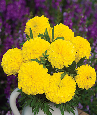 Marigold, Lofty Lady 1 Pkt (50 seeds)
