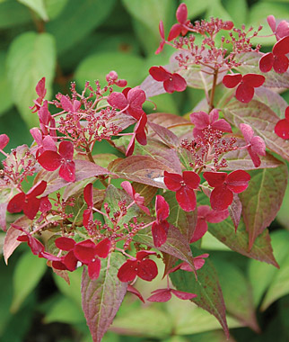 Hydrangea, Beni 1 plant