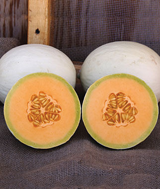 Melon, Honeydew, Arabian Breeze Hybrid 1 Pkt. (30 Seeds)