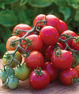 Tomato, Cherry Punch Hybrid 1 Pkt. (20 Seeds)