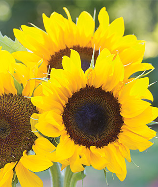 Sunflower, Elegance 1 Pkt. (25 Seeds)